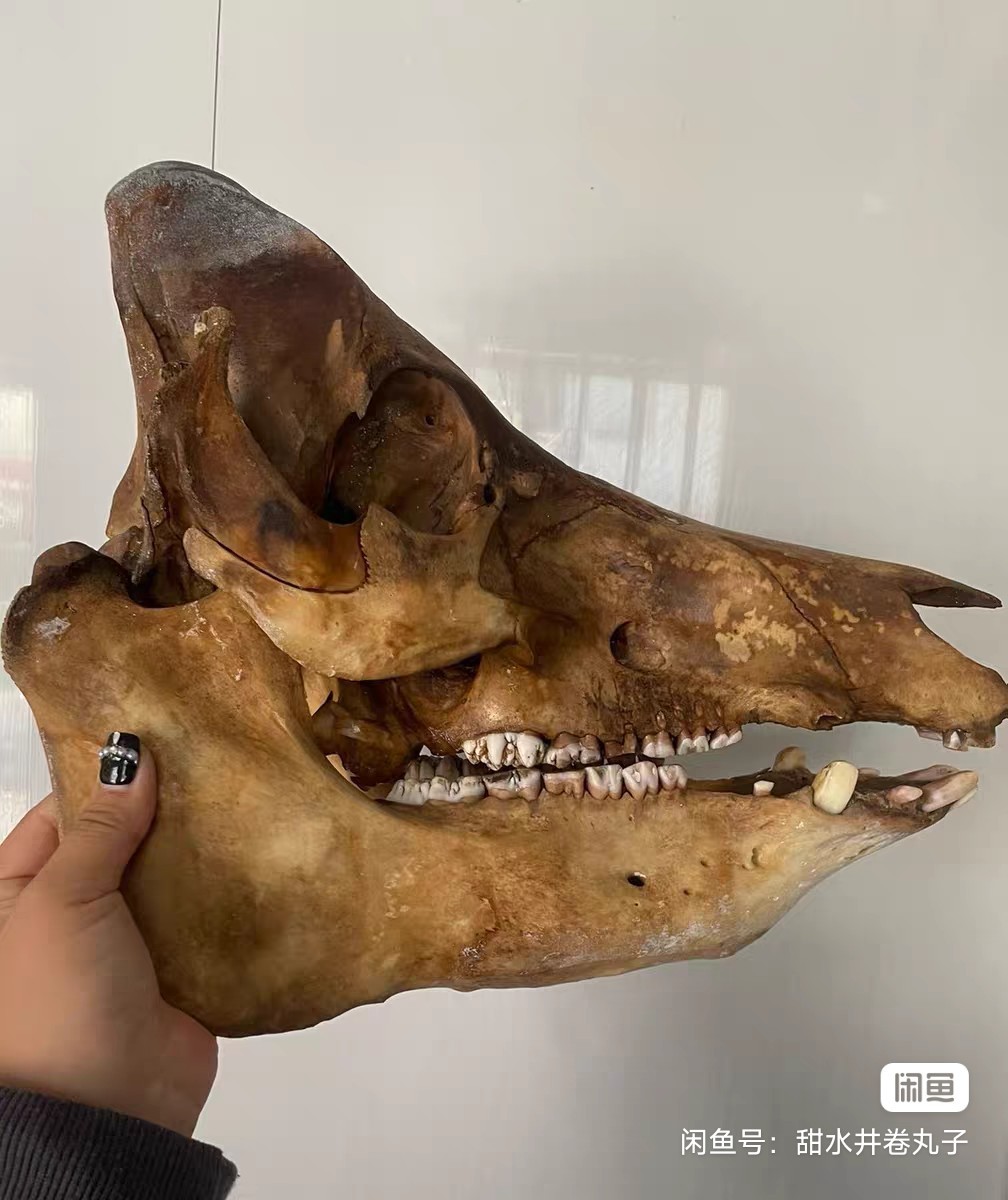 Early Exquisite Bone Fossils - Ancient Fossil Specimens