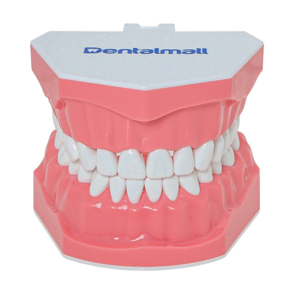 US Dental Typodont 1:1 Standard Brushing Flossing Practice Teeth Model M7010-1