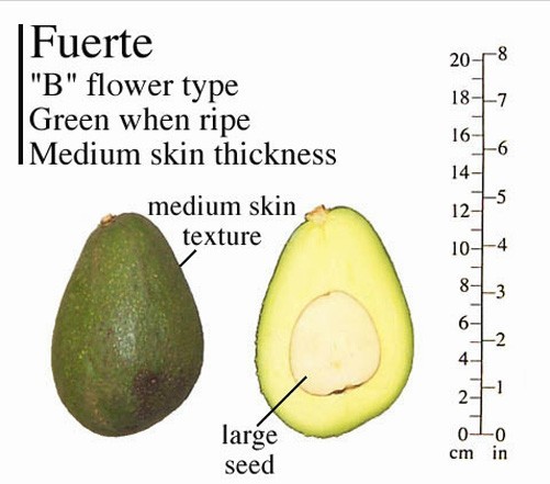 Fuerte Grafted Avocado Tree - Cold Hardy - Live Avocado Tree