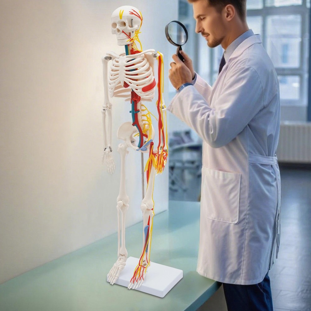 34 Inch Human Skeleton Model Skeleton Human Model Standing Style Skeleton Model