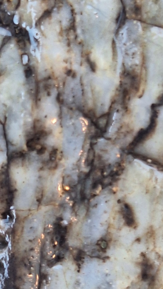 petrified wood log
