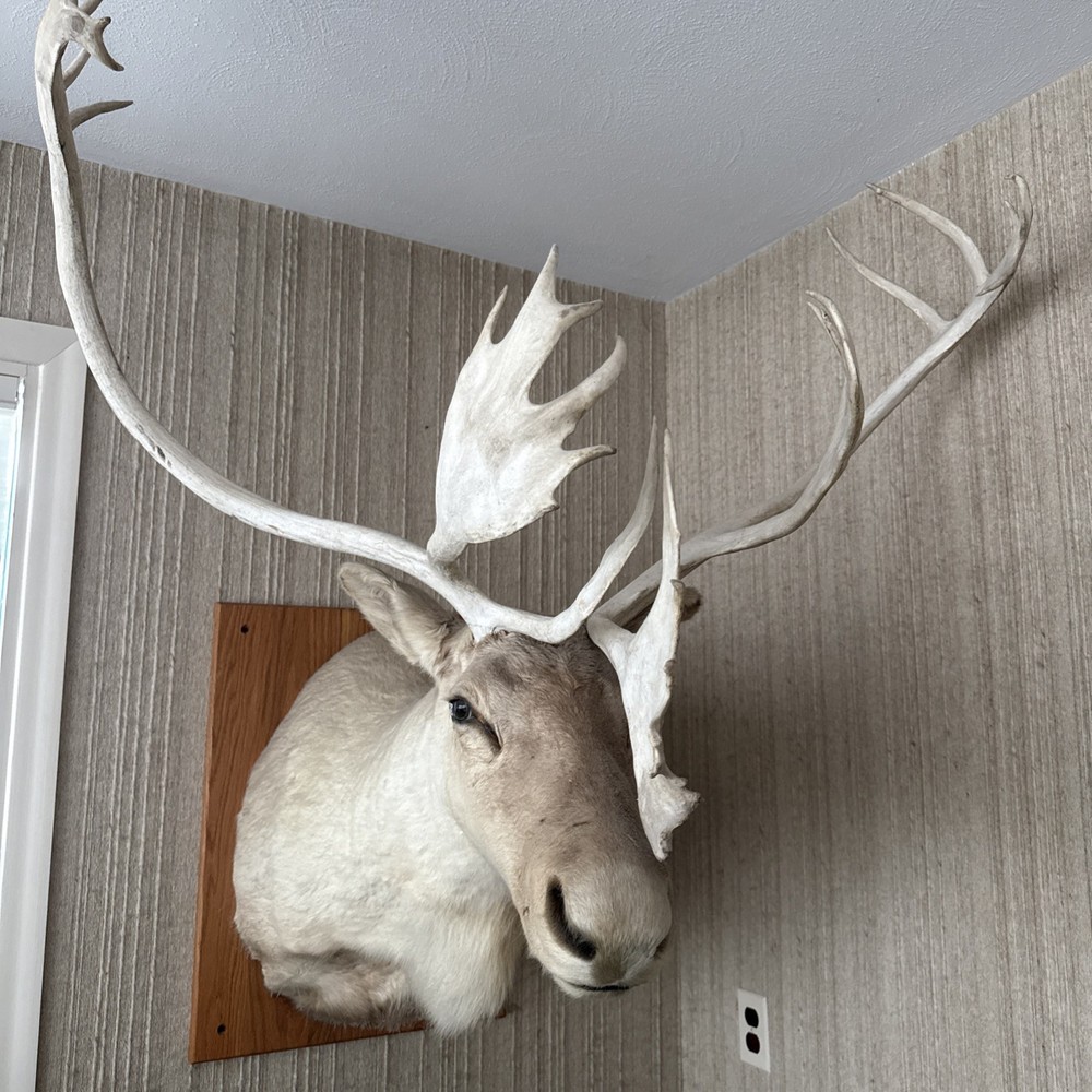 Caribou Mount