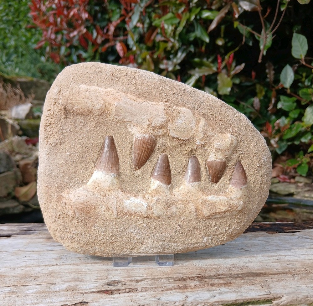 Fossil Mosasaur Jaw Dinosaur Teeth double composite