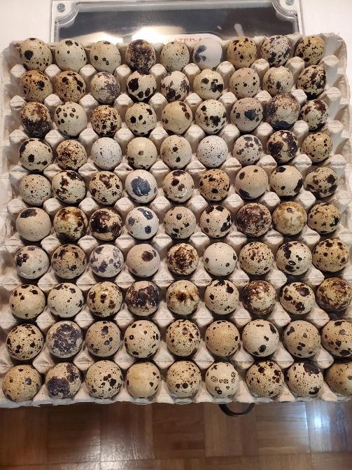 12 + 6 Extra Assorted Coturnix Quail Fertile Hatching Eggs Many Colors Patterns