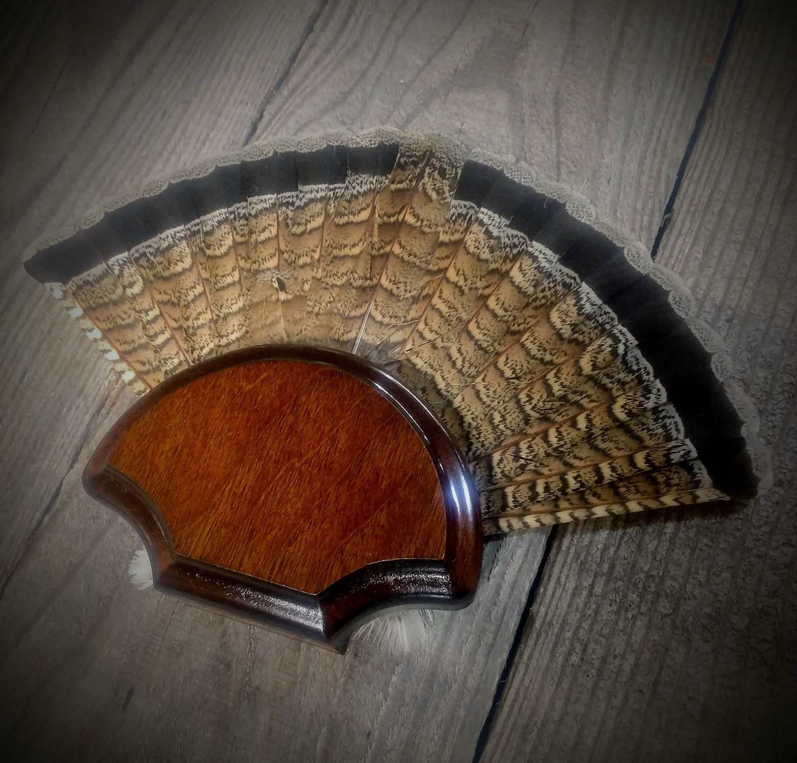 BLACK WALNUT GROUSE FAN TAIL DESK SHELF PANEL PLAQUE TAXIDERMY GROUSE TROPHY