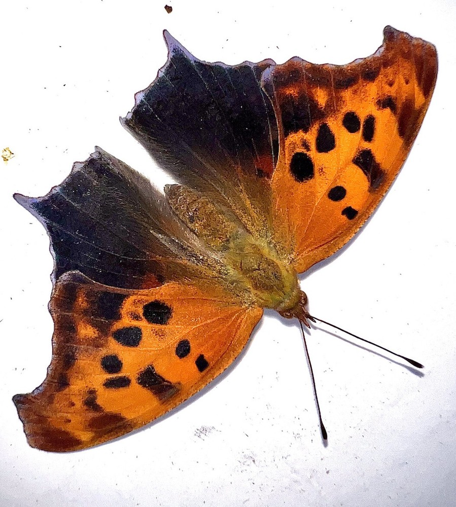 FARM RAISED QUESTION MARK  BUTTERFLY FEMALE - Polygona Interrogationis