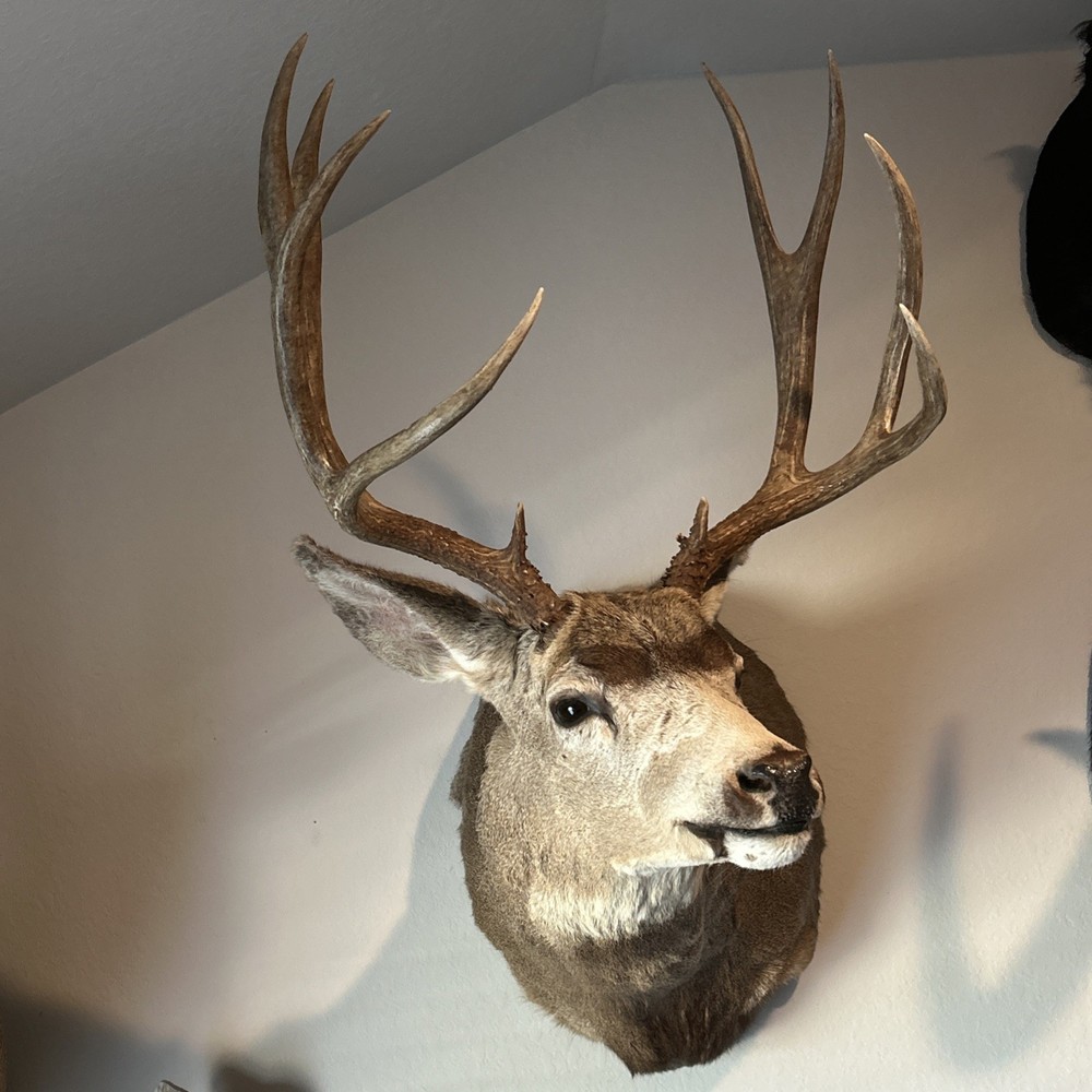 10 POINT MULE DEER 21.25 SPREAD MONSTER