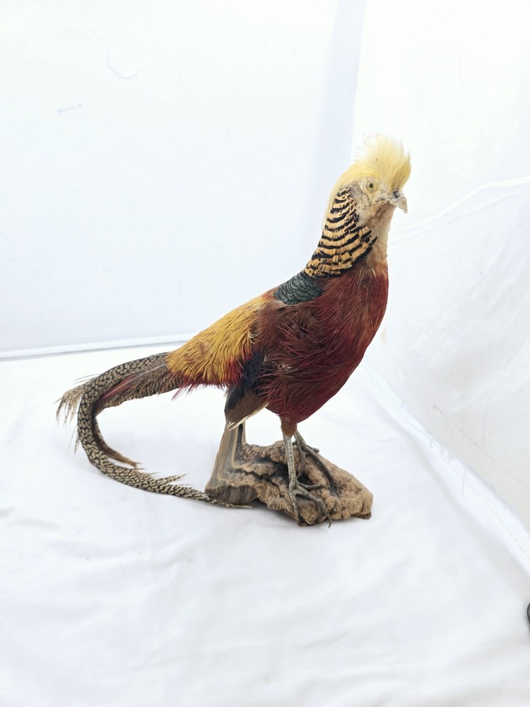 Red Golden Pheasant Taxidermy