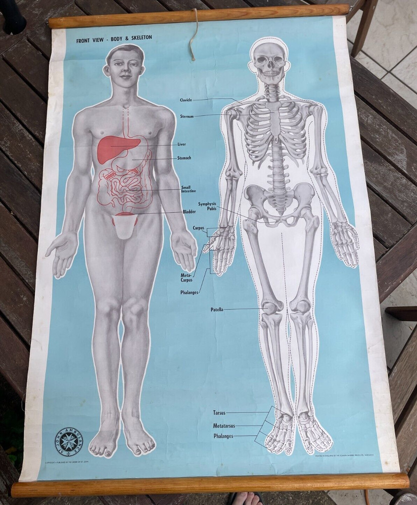 St Johns Ambulance Poster Body and Skeleton Front View