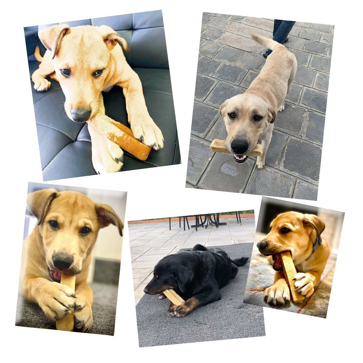 Bulk Pack-1lb(5 Pieces) Large Yak Chews for Aggressive Chewers- Tibetan Dog Chew