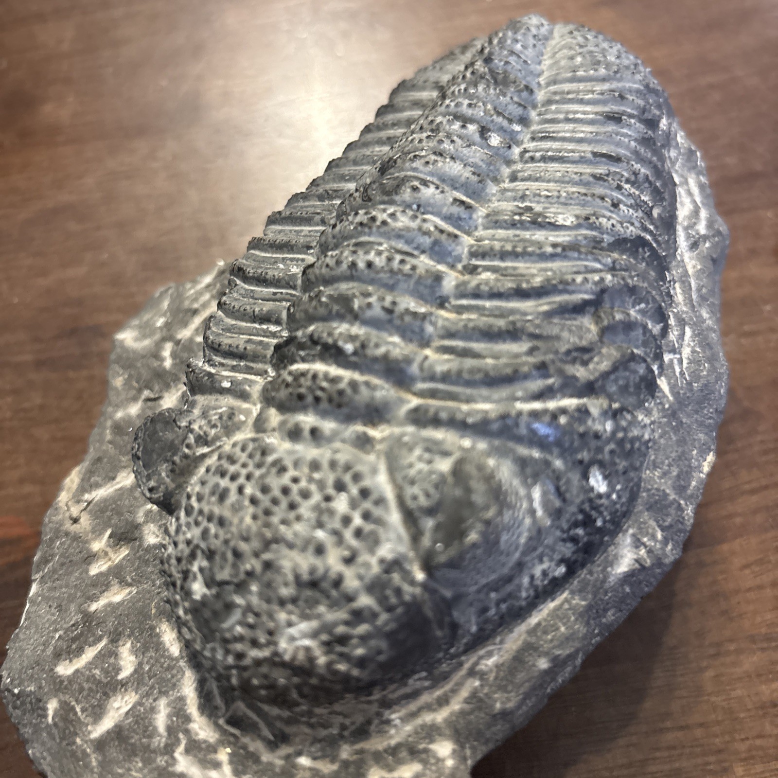 Trilobite In Matrix Paleozoic Fossil 300 Million Yrs Large