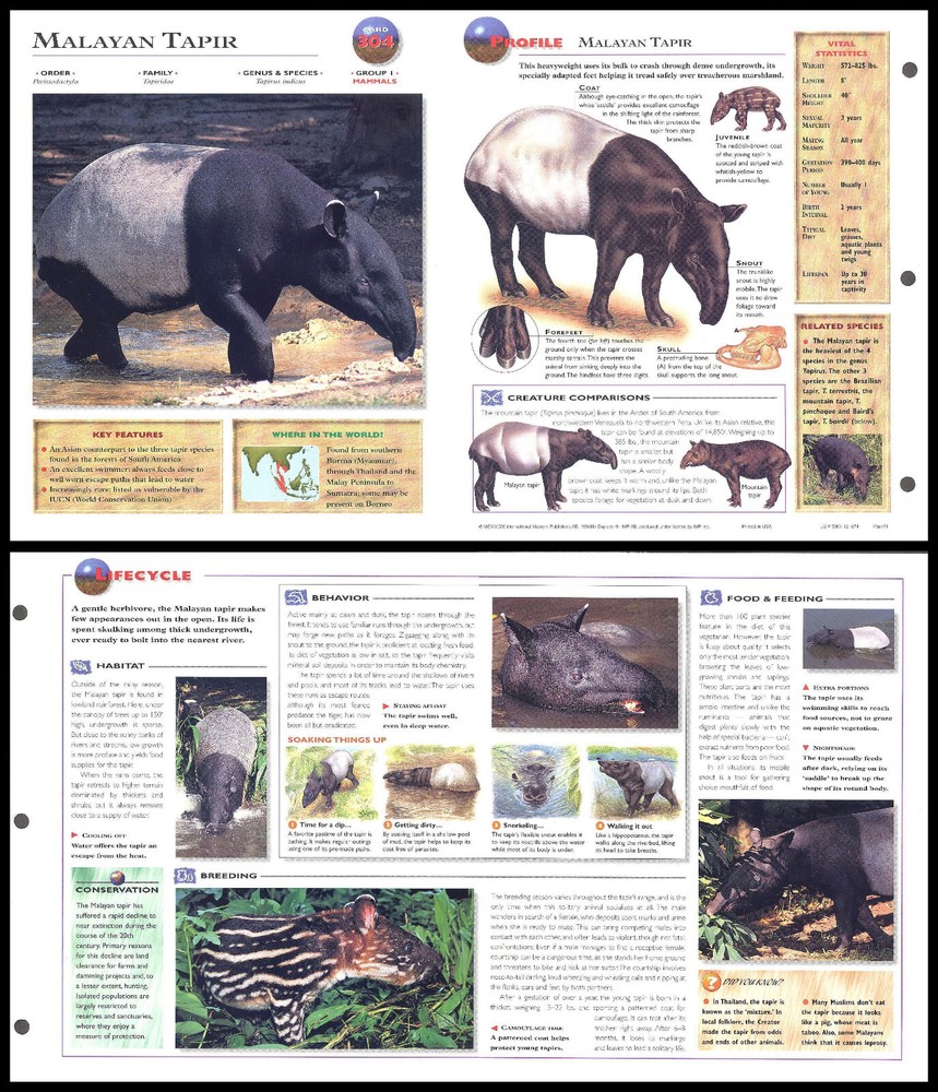 Fold-Out Sheet - Malayan Tapir - 304
