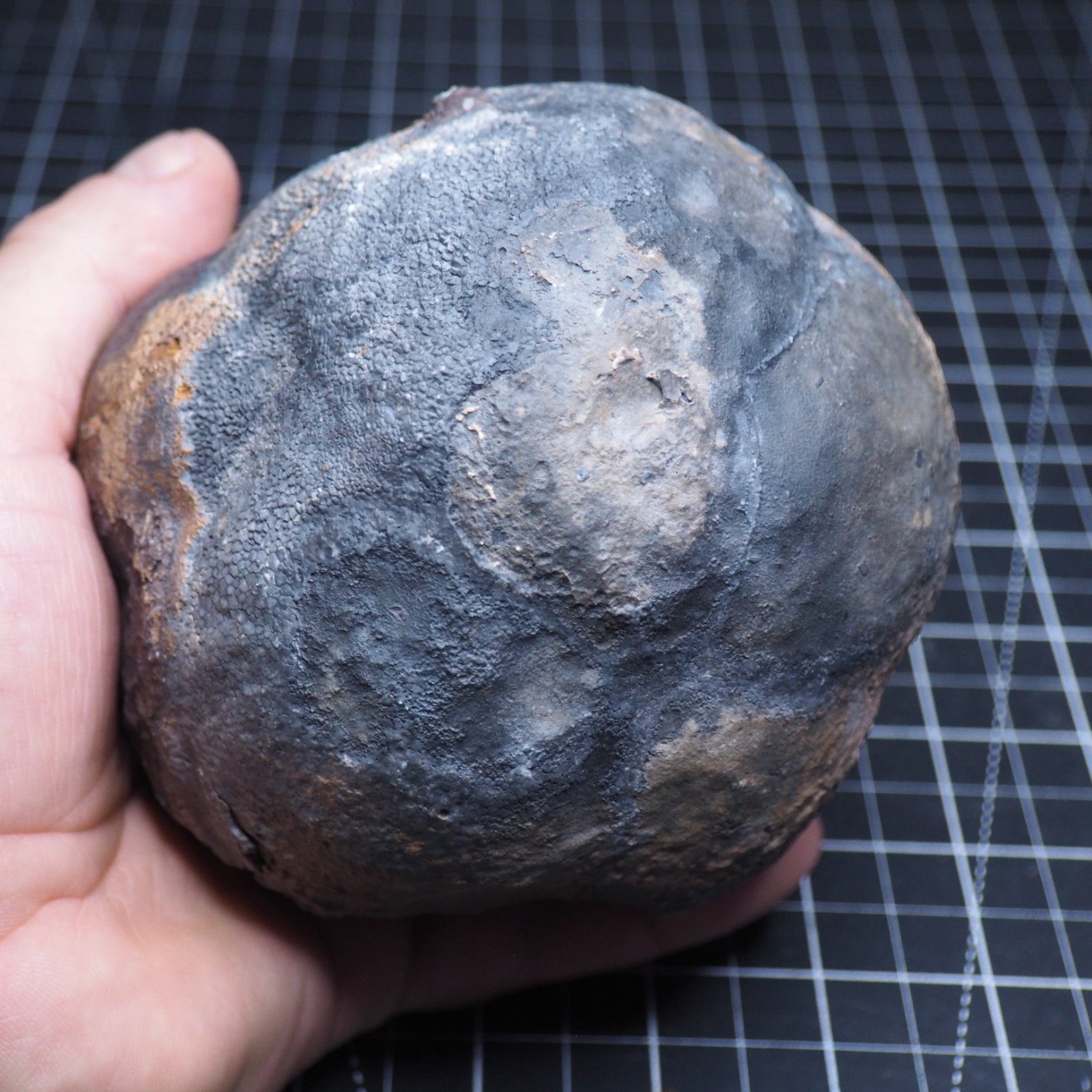 Large 1.8 kg Lobolith Scyphocrinites Crinoid Floating Devonian Fossil Morocco