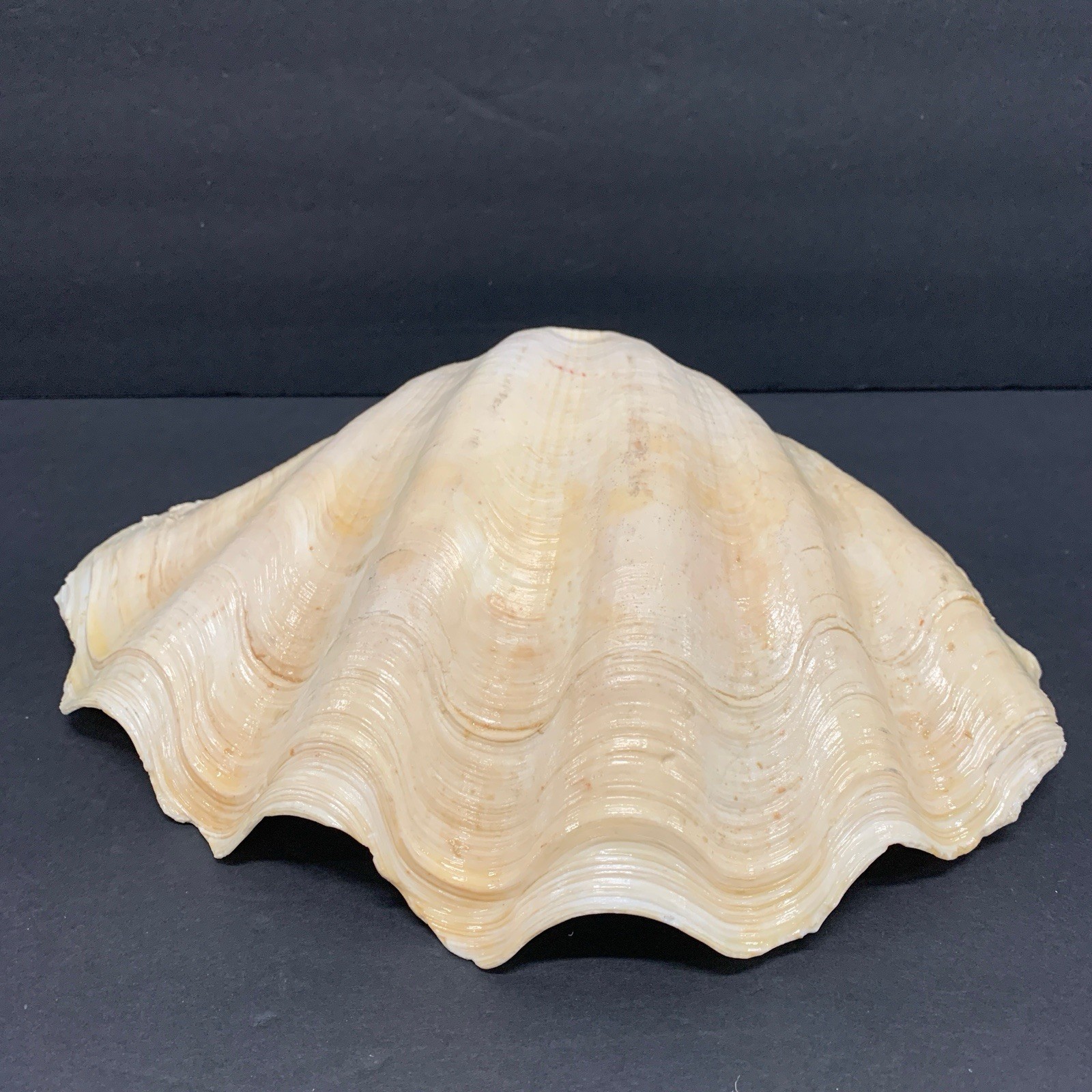 Tridacna Gigas Giant Natural Clam Shell - 12.5"x 8.5" - 5.11 lbs Vintage