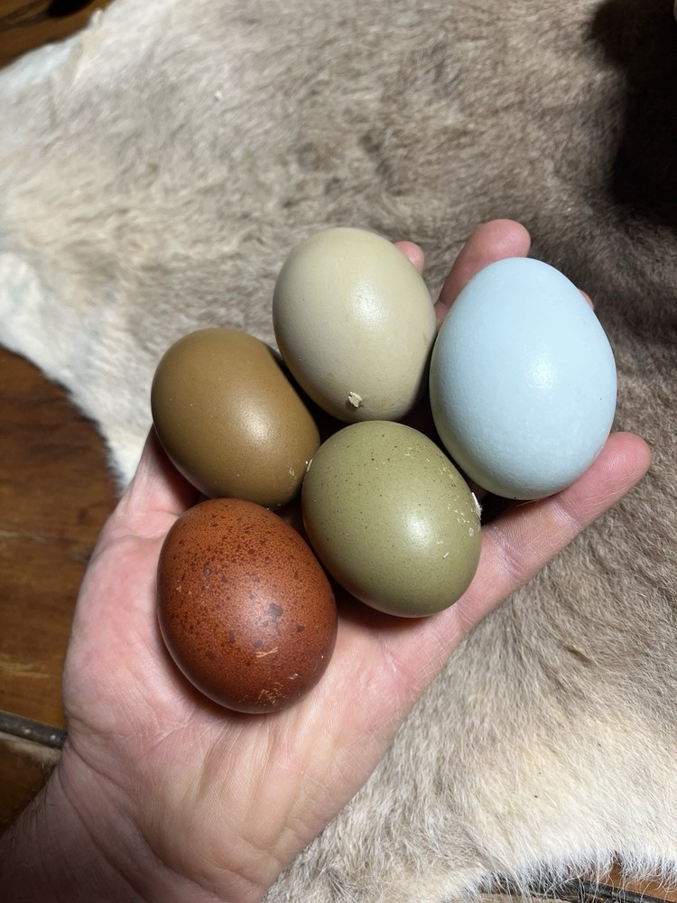 12 Olive And Dark Chocolate Egger Hatching Eggs