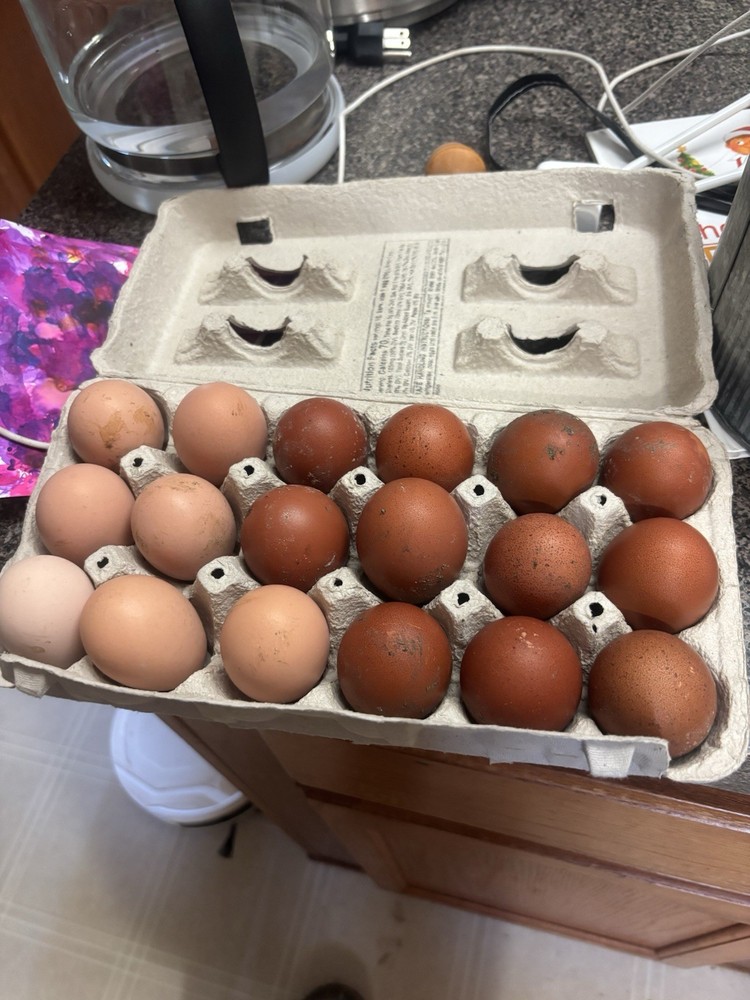 8+ Black/Blue/splash copper maran hatching eggs