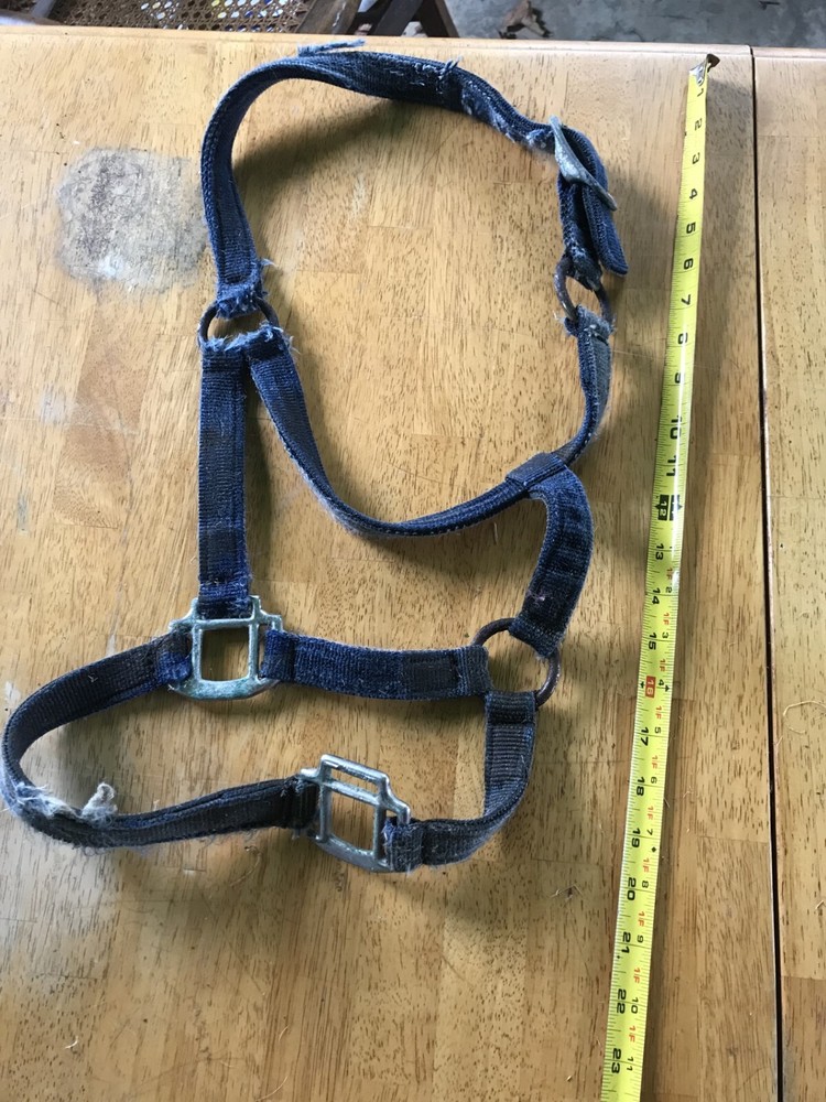 horse halter