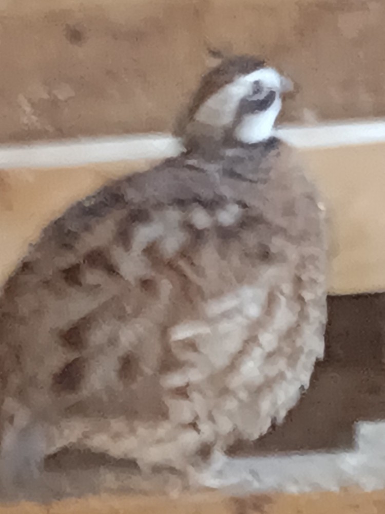 15 Bobwhite quail hatching eggs ,NPIP ,Free Priority Mail shipping