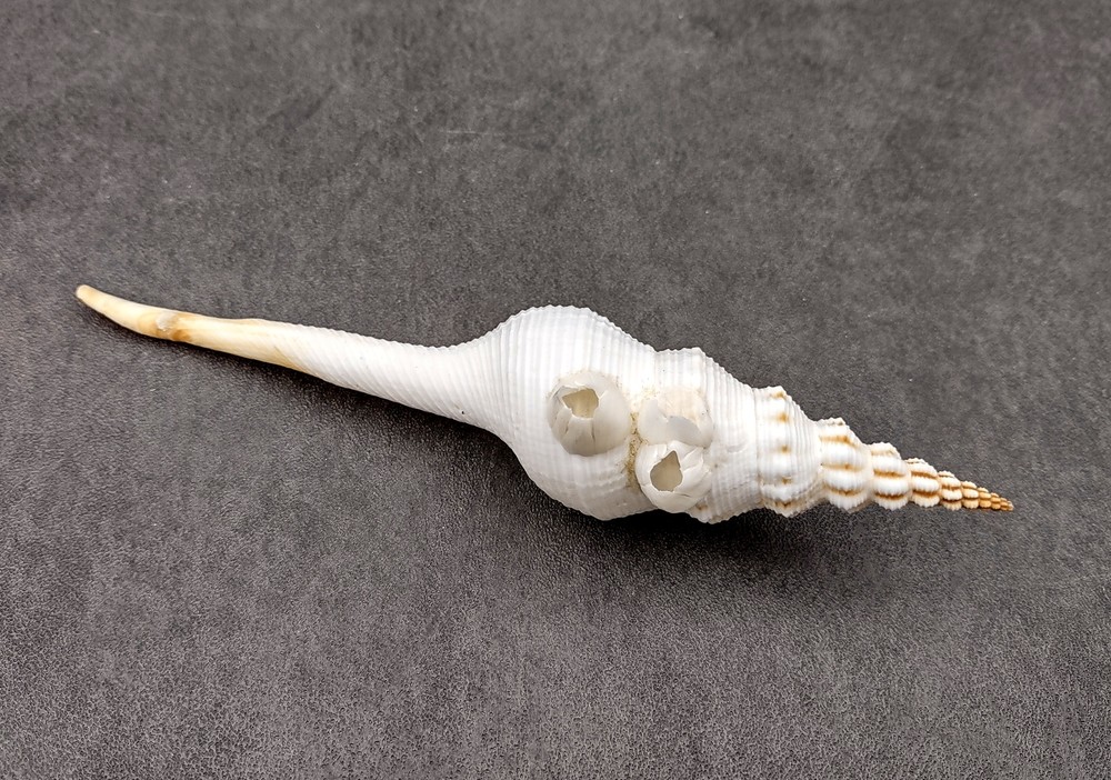 Du Petits Spindle Seashell White (1 shell approx. 5+ inches) Shell for crafts!