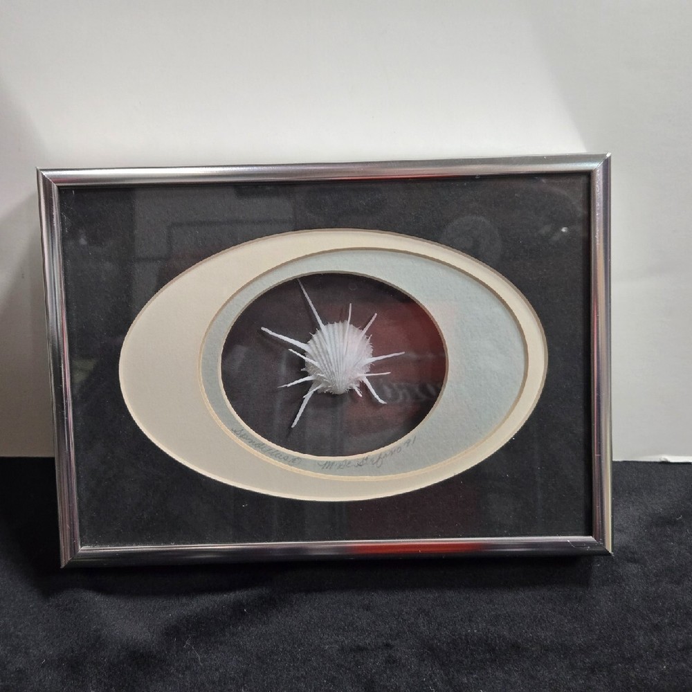 Framed SPONDYLUS Shell 7" x 5" overall Ready to Hang
