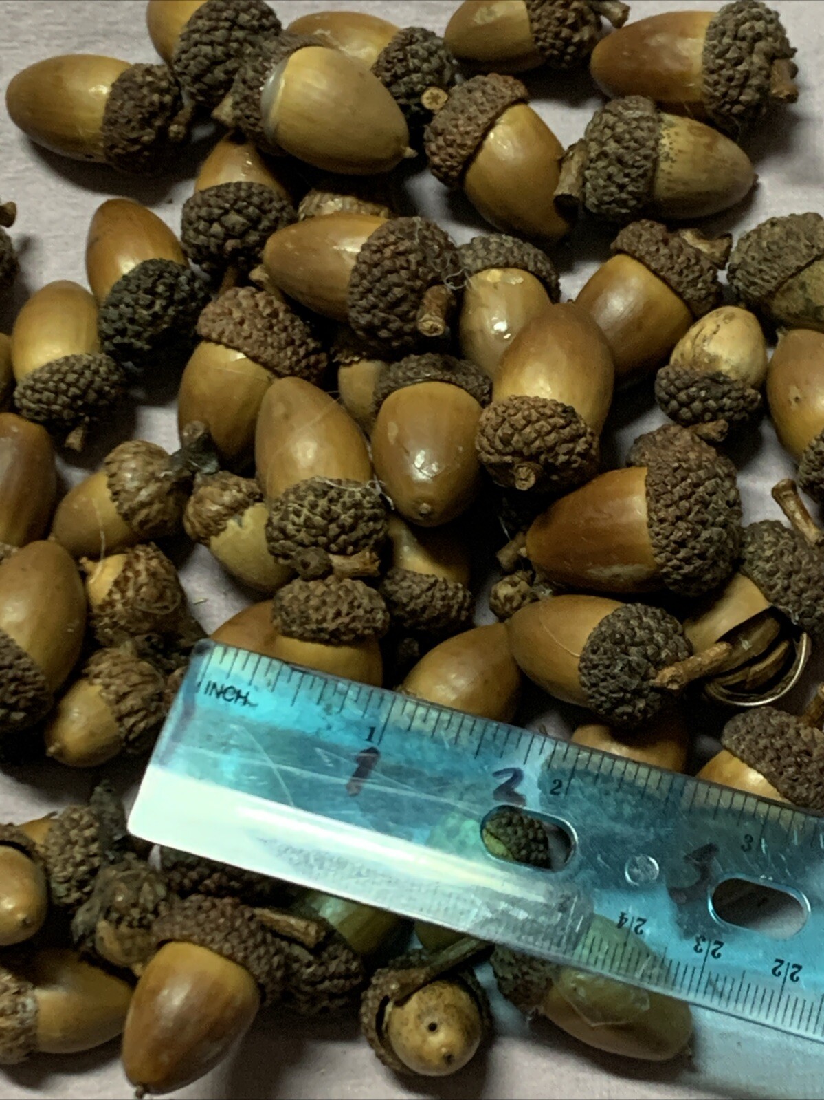 Over 60 dried acorns With caps for  crafts, Real acorns, Dried Treated