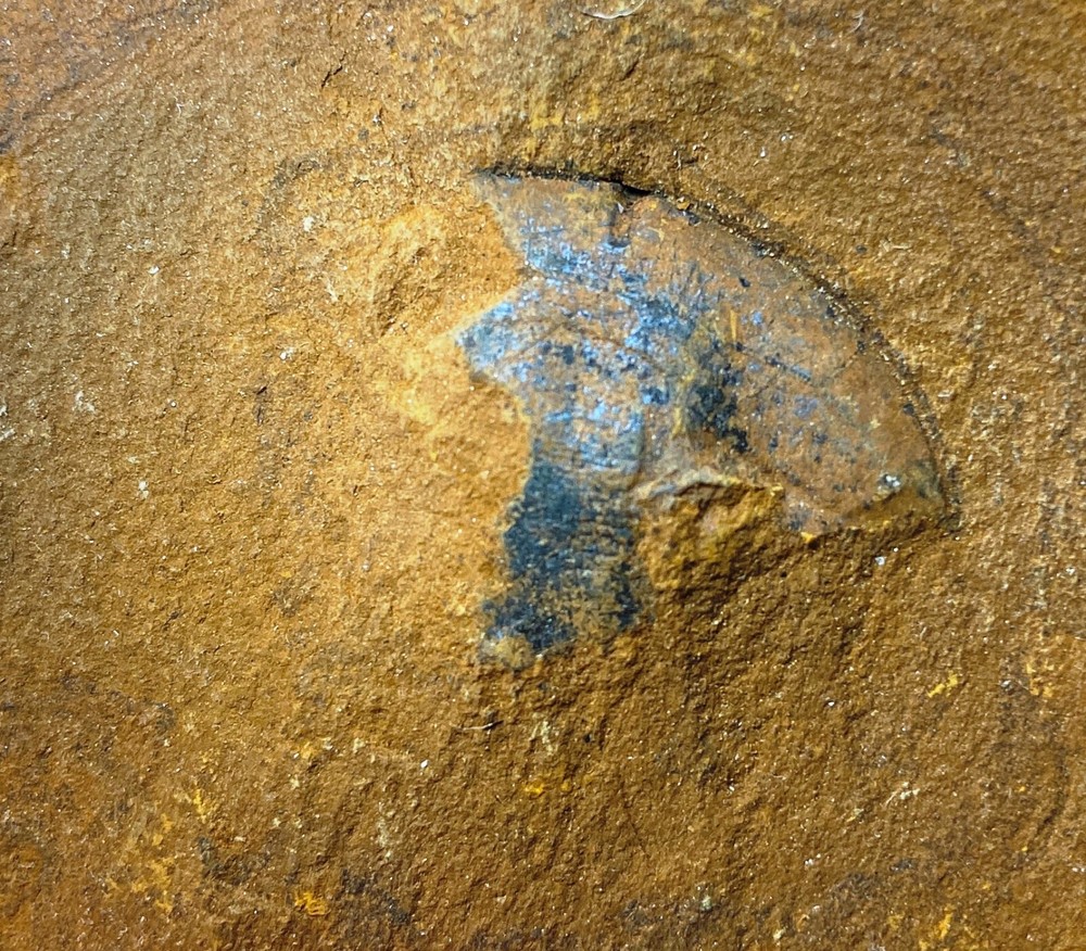 Carboniferous Eurypterid fossil partial head - Knob Noster, Missouri