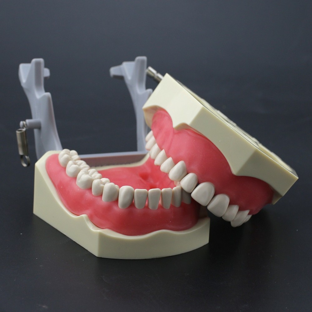Columbia 860 Type Dental Typodont Model 32pcs Removable Teeth Mounting Pole