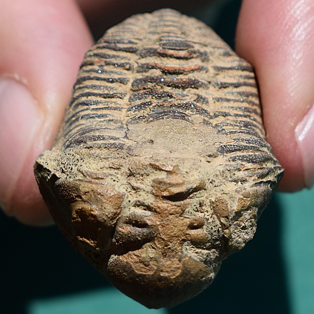Trilobite fossil, Eldredgeia eocryphaeus: Bolivia devonian trilobite