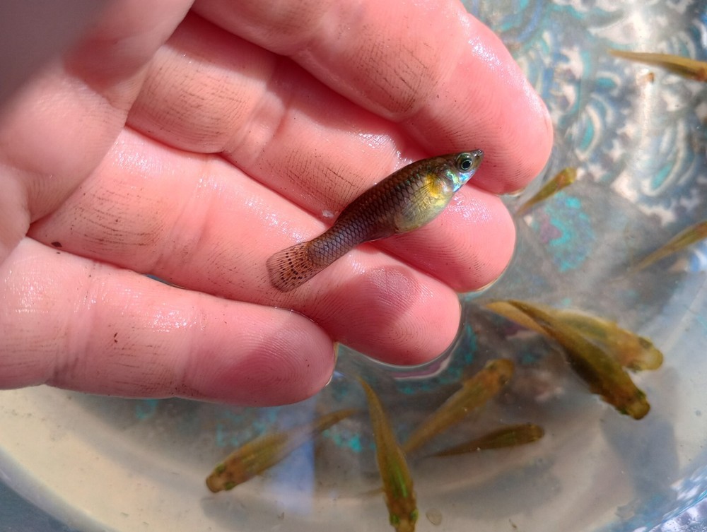 10 + 1 Live Mosquito Fish Aquarium Feeder Pond Fish