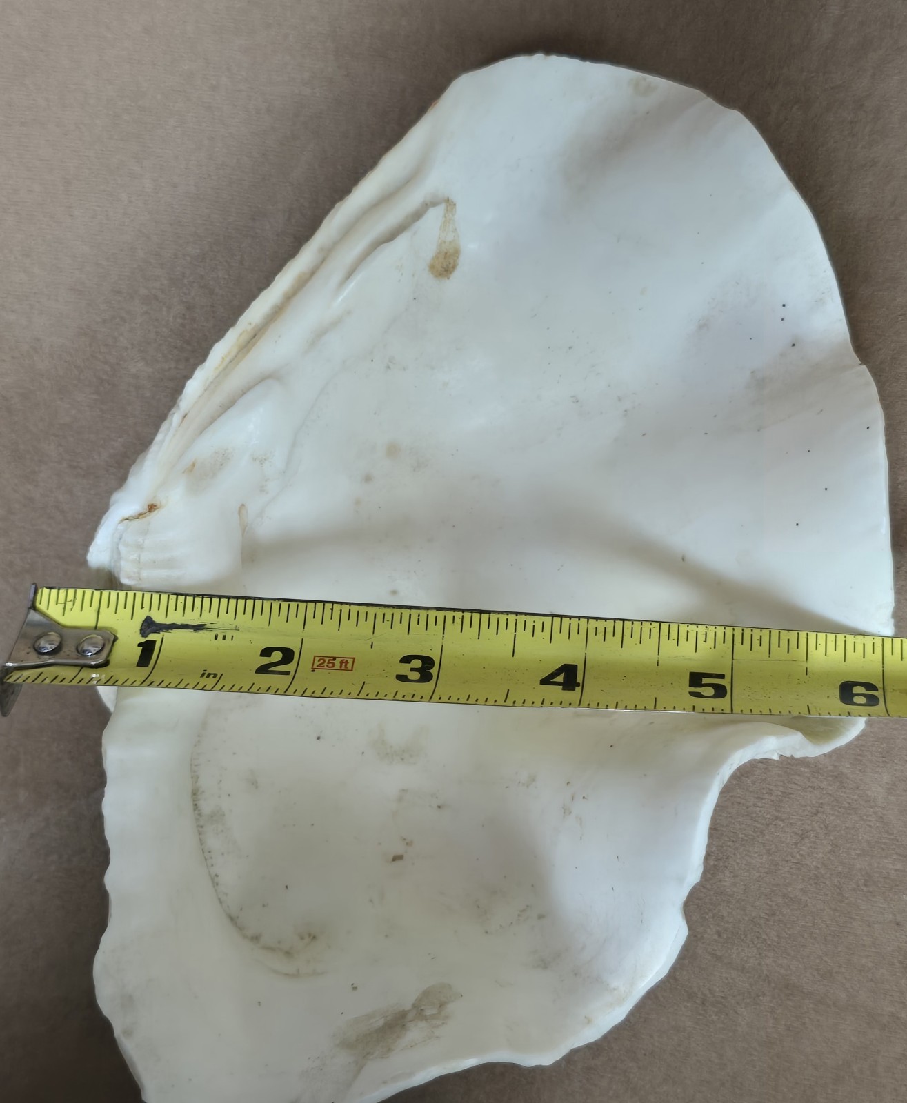 8½" Natural Giant Clam Shell Tridacna Gigas Seashell Nautical Decor Beach House