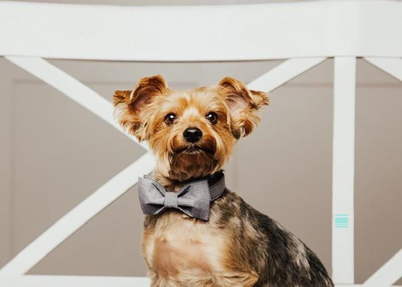 Dog Collar with Bowtie Durable Adjustable and Comfortable Collar for X-Small ...