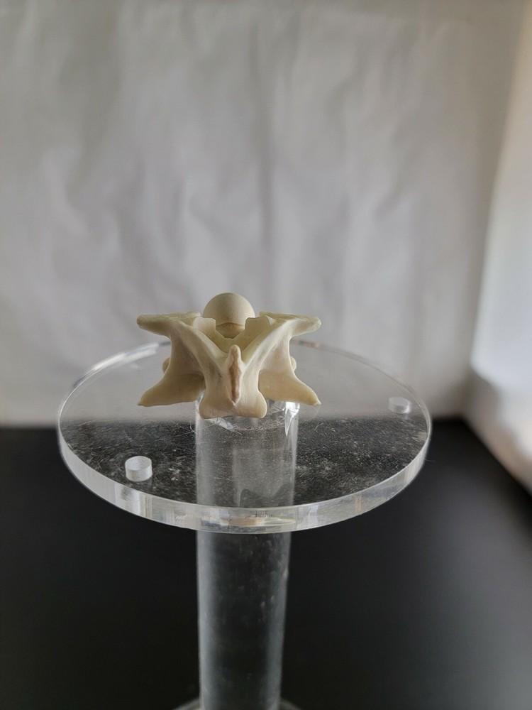 Genuine Burmese Python XXL vertebrae snake skeleton taxidermy bone art beads