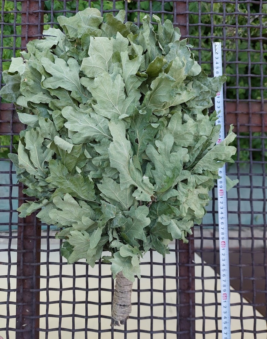 12st Oak brooms+herbs sauna banya venik whisks Eiche eco 2025 Ukrainian free shi