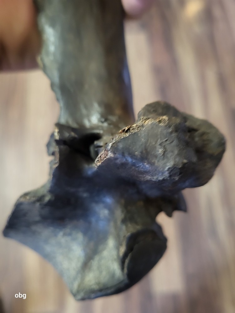 Historic Bison thoracic vertebra holocen era