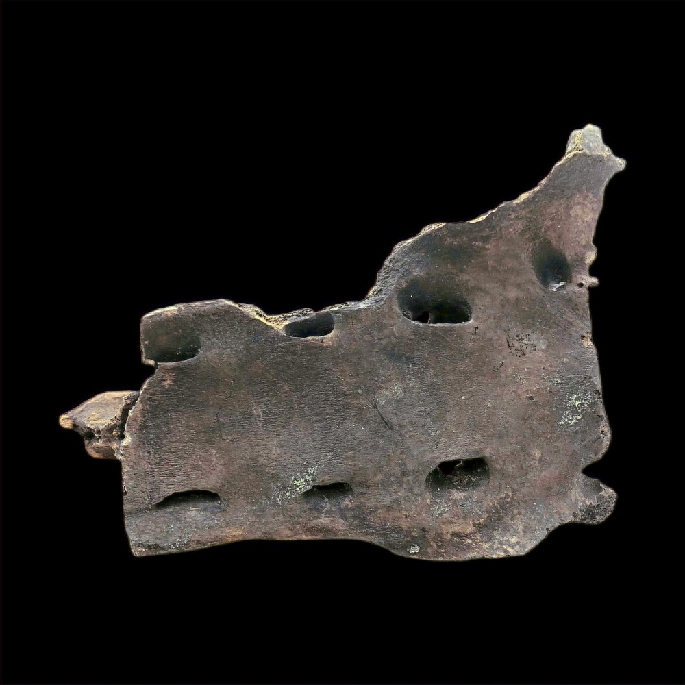 Extinct Ice Age Tapir Sacrum