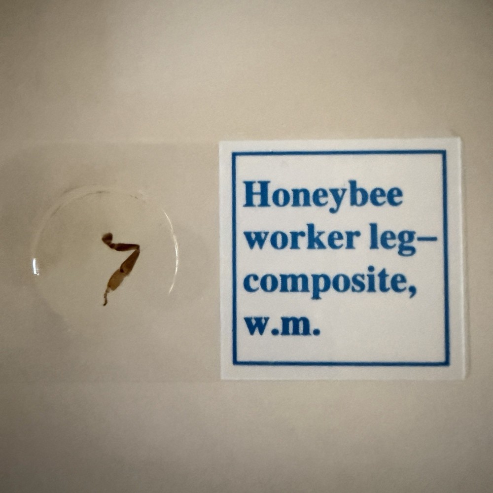 AmScope PS25 Prepared Microscope Slide Set