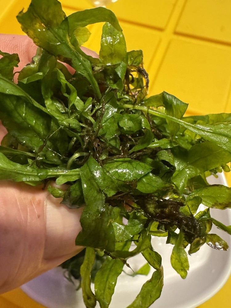 Java Fern 20+ Plants Microsorum pteropus - Live Aquarium Plant