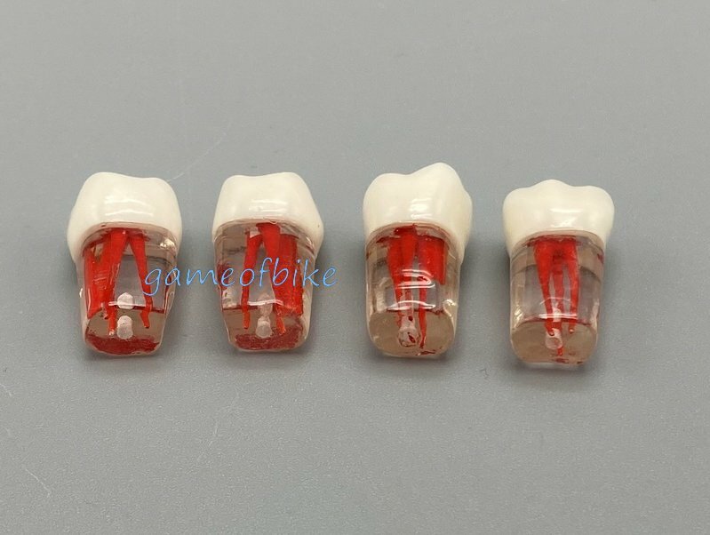10x Dental Root Canal Teeth Study Practice Model Endodontic Pulp File Injection
