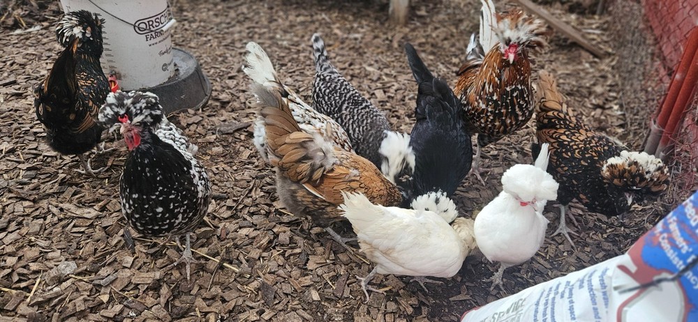 12 Polish Hatching Eggs