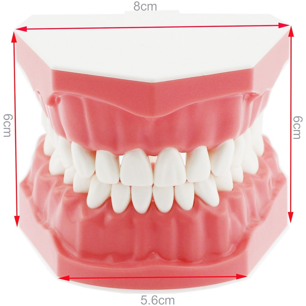 US Dental Typodont Teeth Model with Orthodontic Brackets Brushing