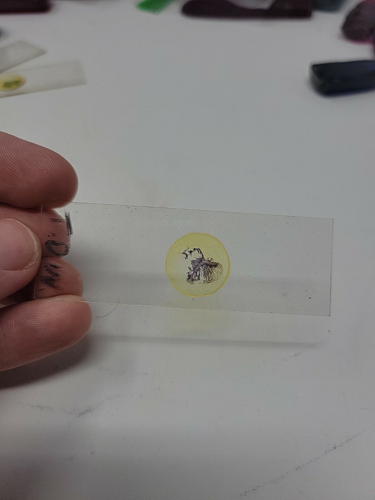 Vintage Microscope Slide 1941