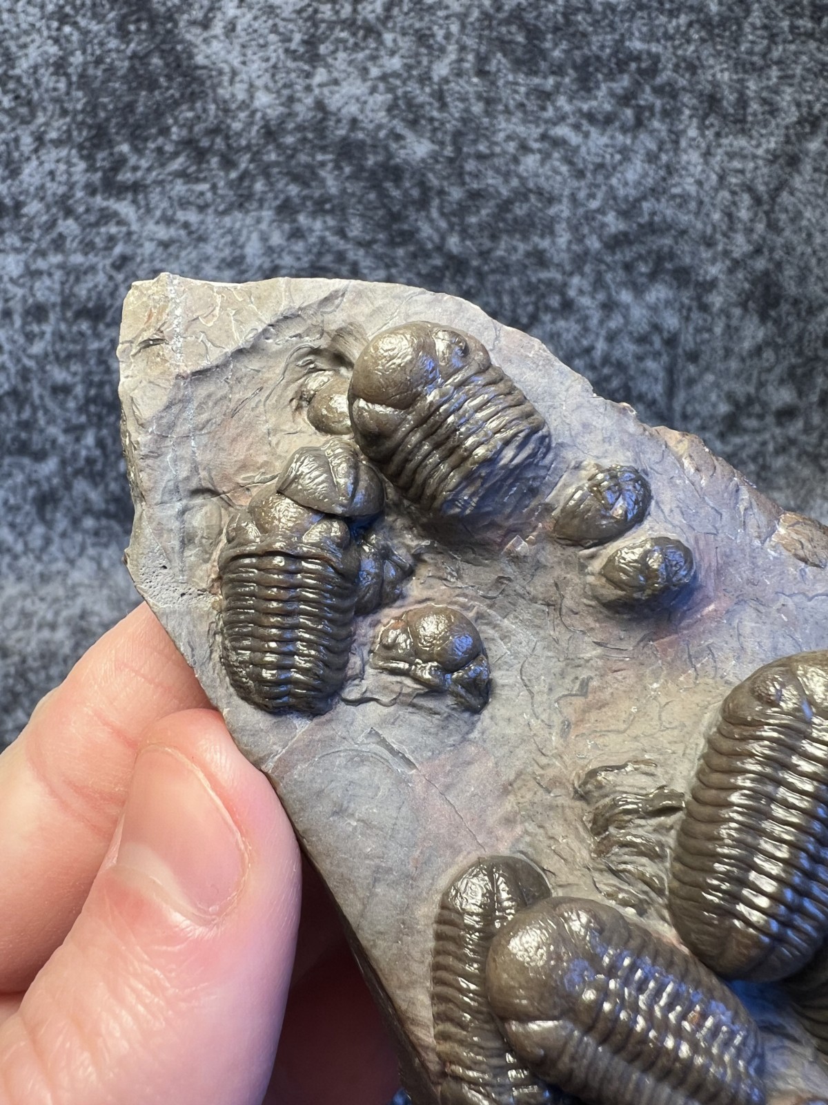 Austerops Trilobite Fossil Mortality Plate – Multiple Trilobites, Jorf