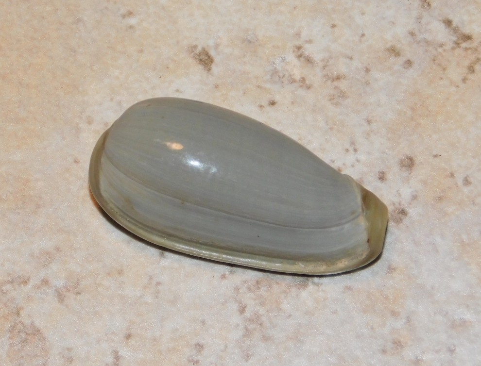 Cryptospira dactylus Marginella Shell