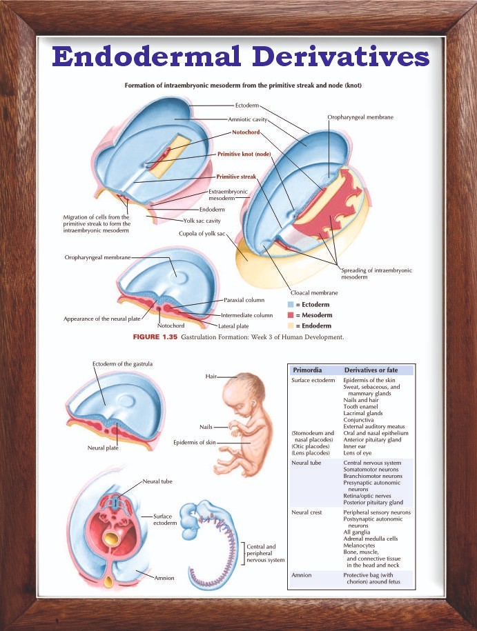 Endodermal Derivatives Chart 12x18 inches