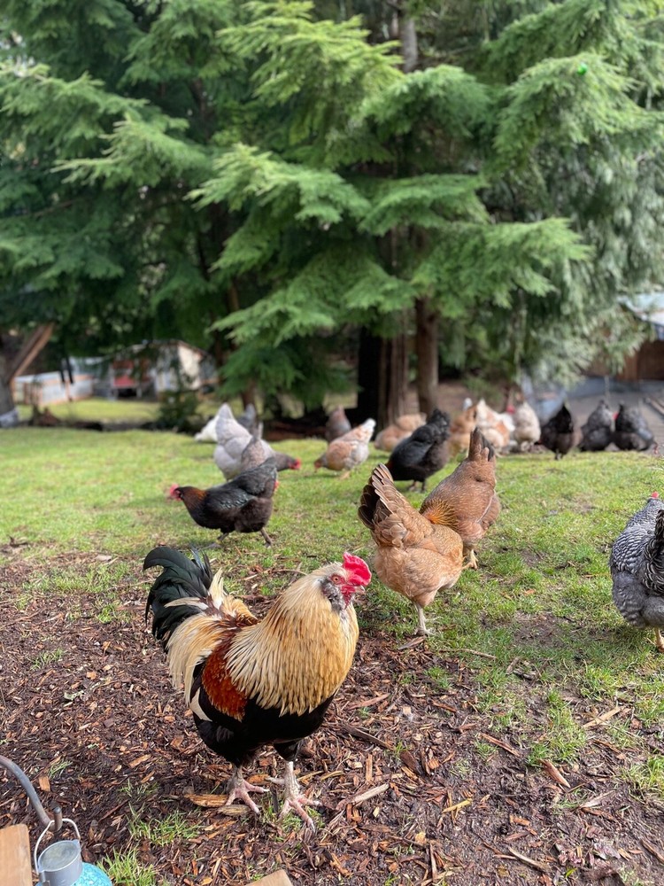 12+ Fertile Chicken Hatching Eggs Rainbow Mix Black Copper Maran Easter Egger