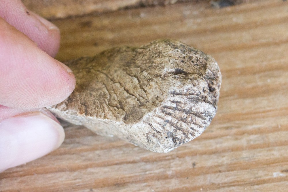 NE Oklahoma Fossil
