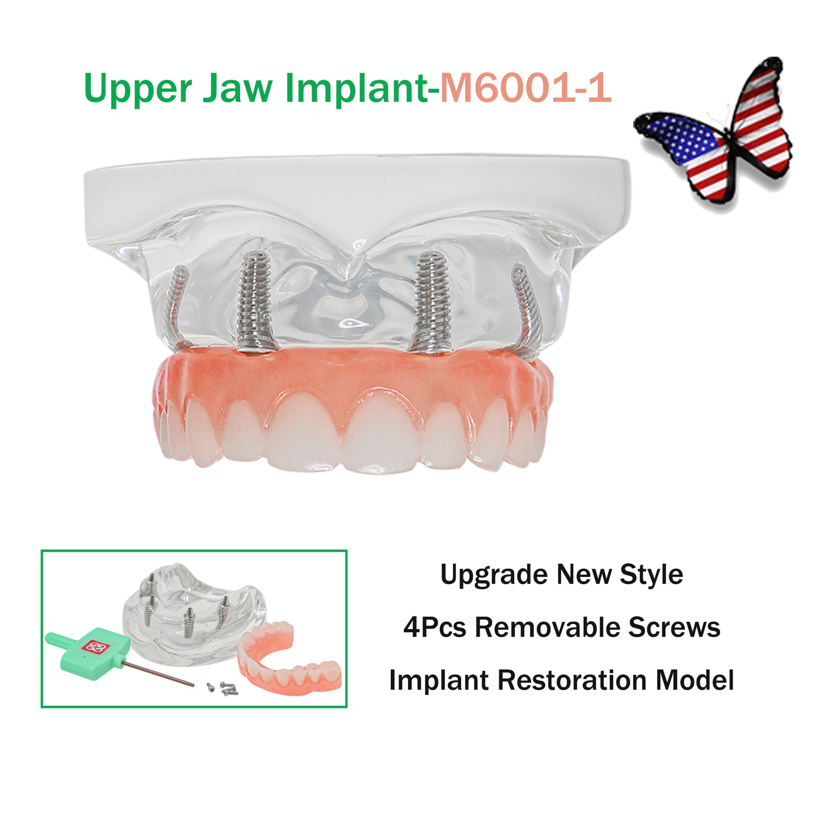 US Dental Overdenture/Implant/Orthodontic Typodont Ortho Training Teaching Model