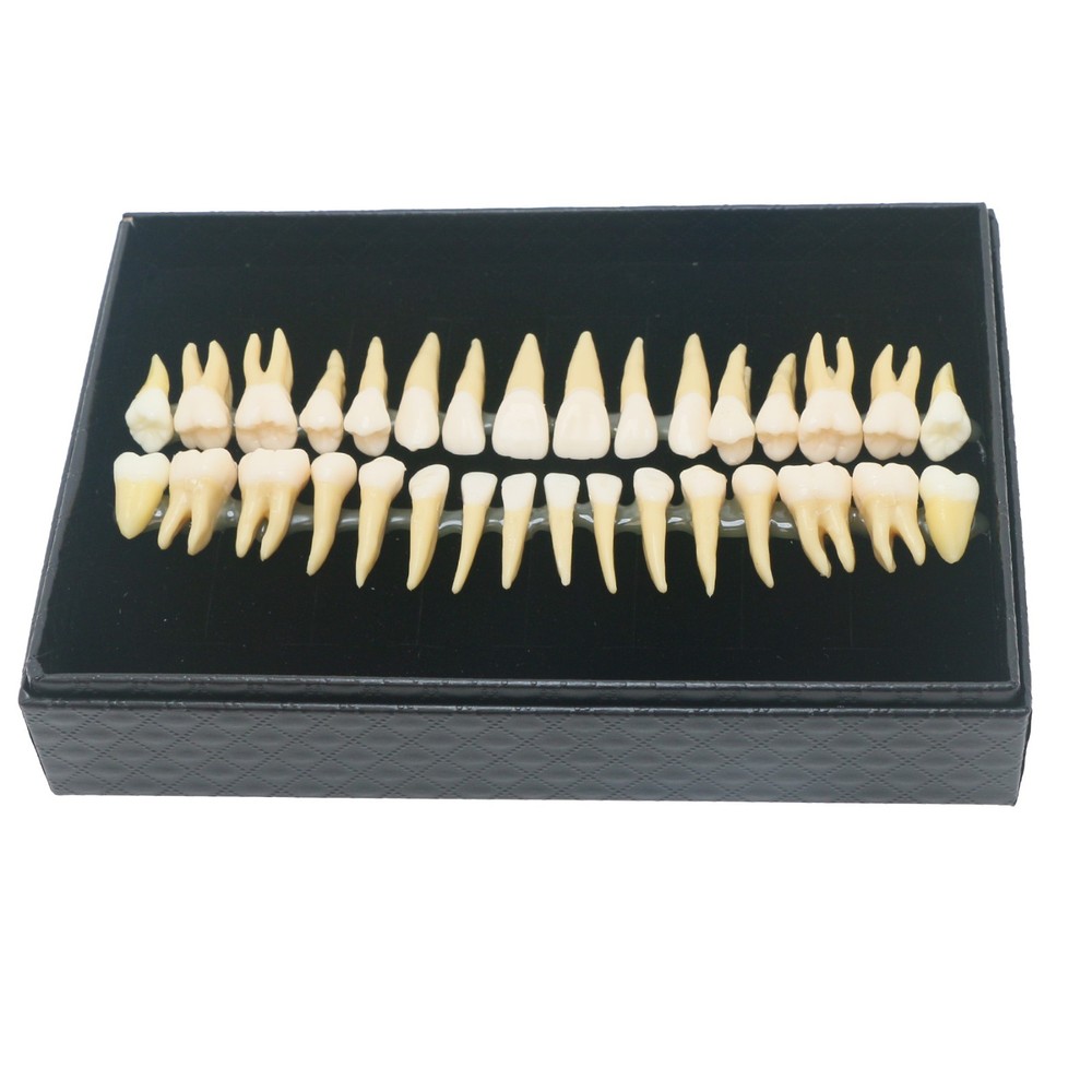 32Pcs Dental 1:1 Permanent Teeth Demonstration Teach Study Model Tooth M7022