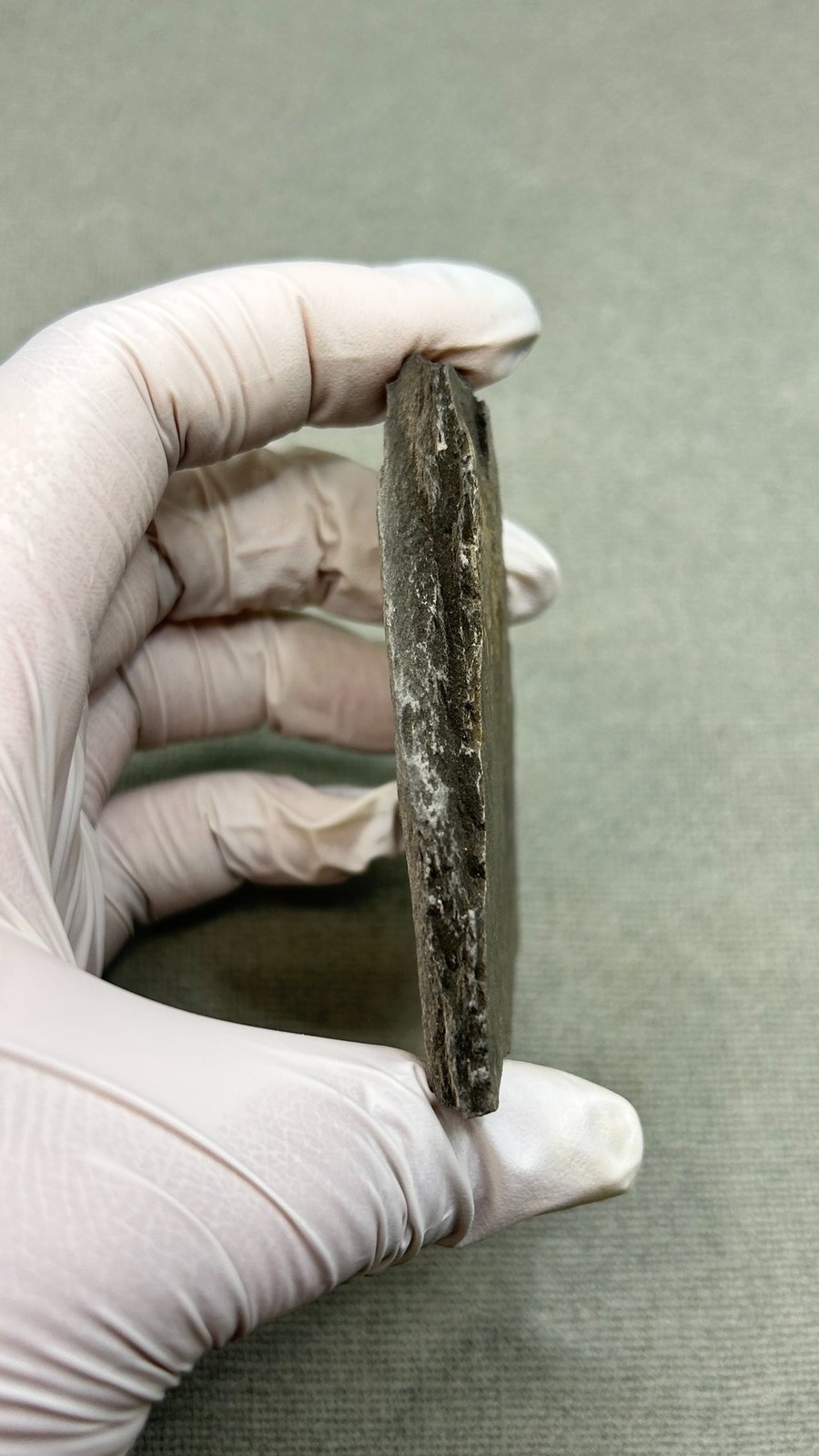 Natural boutique Moroccan sea snake tail echinoderms, ancient marine fossils