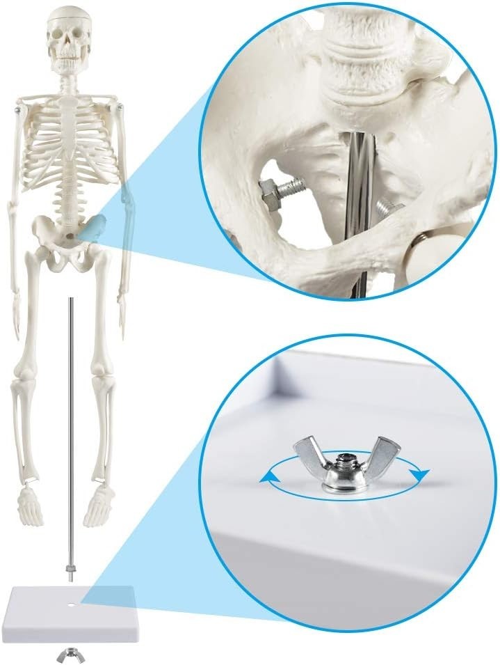 Compact 17.7” Mini Human Skeleton Model - Perfect for Study Decor & Learning
